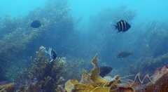 Acanthurus mata
