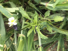 Viola arvensis