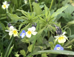 Viola arvensis