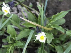 Viola arvensis