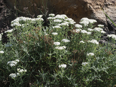 Achillea cretica