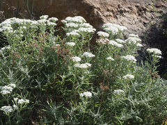 Achillea cretica