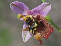 Ophrys fuciflora maxima