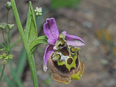 Ophrys fuciflora maxima