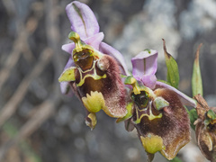 Ophrys fuciflora maxima