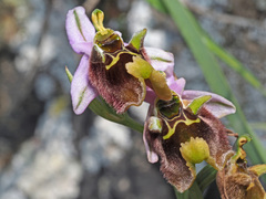 Ophrys fuciflora maxima