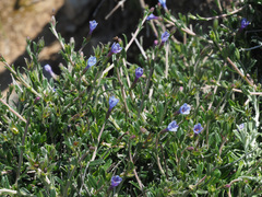Lithodora hispidula
