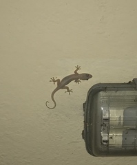 Hemidactylus mabouia