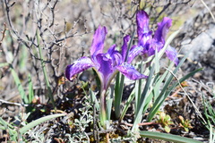 Iris tigridia