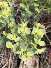 Tithymalus