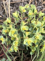 Tithymalus
