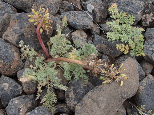 Day Valley Desertparsley (Lomatium minus)