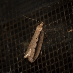 Leptocroca sanguinolenta