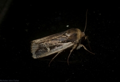 Proteuxoa tortisigna