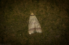 Heteroteucha anthodora