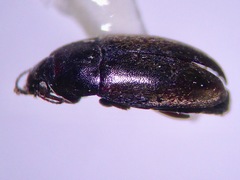 Archeocrypticus topali