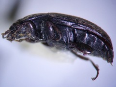 Archeocrypticus topali