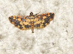 Eurrhyparodes tricoloralis