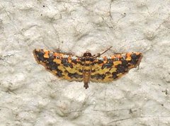 Eurrhyparodes tricoloralis