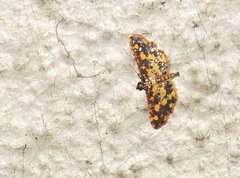 Eurrhyparodes tricoloralis