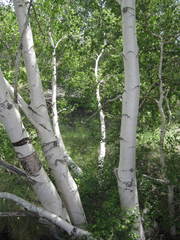 Betula pendula pendula