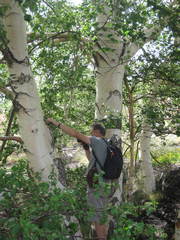 Betula pendula pendula