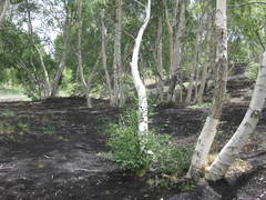 Betula pendula pendula