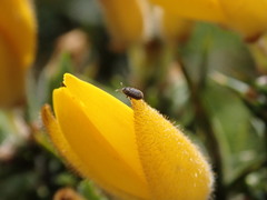 Phloeotribus rhododactylus