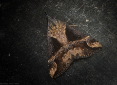 Dichromia quinqualis