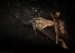 Dichromia quinqualis