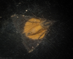 Dichromia quinqualis