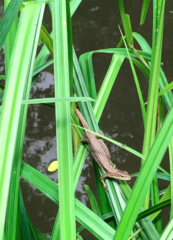 Takydromus tachydromoides