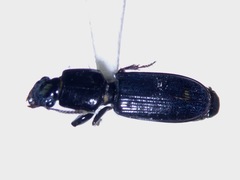 Clivina