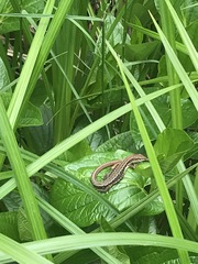 Takydromus tachydromoides