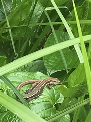 Takydromus tachydromoides