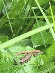 Takydromus tachydromoides