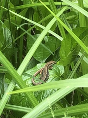 Takydromus tachydromoides