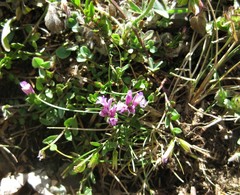 Polygala preslii