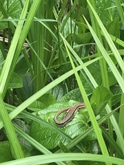 Takydromus tachydromoides