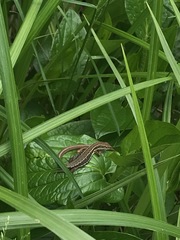 Takydromus tachydromoides