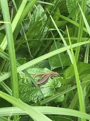 Takydromus tachydromoides