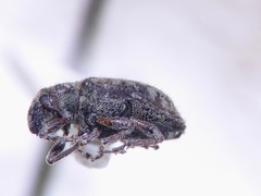 Listronotus bonariensis