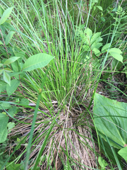 Carex stricta