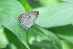 Megisba malaya sikkima