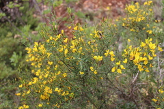 Calicotome spinosa