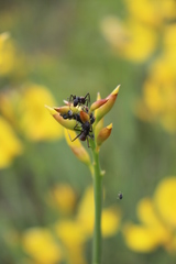 Aphis cytisorum cytisorum