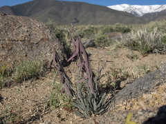 Boechera glaucovalvula