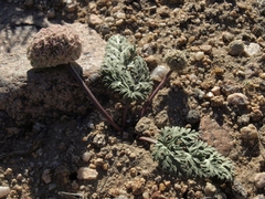 Cymopterus globosus