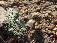 Cymopterus globosus