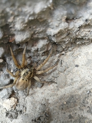 Hogna ferox
